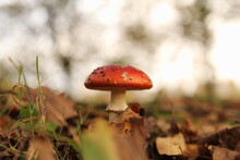 A Cute Red With White Dots Mushroom Closeup With A White Background In The Forest In Fall