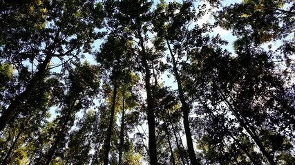 Wall Mural - Birch Grove. View of the tree trunks from the bottom up. Grove against the sky. Day. Mainly cloudy. Russia. Autumn.