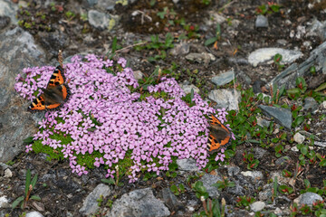 Wall Mural - The Small Tortoiseshell (Aglais urticae) sitting on Silene acaulis, known as moss campion