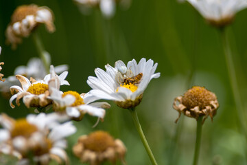 Sticker - Beautiful closeup shot of a bee on the stamen of the Chamomile plant; blurry nature background