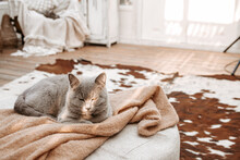 Grey British Cat Lying Sleeping In Light Of Sun In White Shabby Chic Vintage French Provence Country Interior With Cow Hide Rug, Cozy Wooden Parquet, Painted Furniture, Antique Vases, Retro Objects
