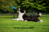 Fototapeta Mapy - Border collie dog catches flying frisbee disc in the air. Pet playing outdoors in a park.
