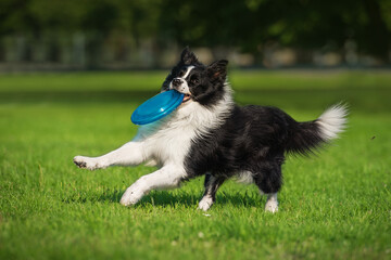 Wall Mural - Border collie dog playing with a frisbee disc. Pet playing outdoors in a park.