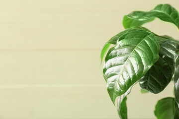 Wall Mural - Beautiful coffee tree on color wooden background, closeup