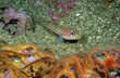 © Gary Peplow - A Cold Water Black Eyed Goby Fish on the Sandy Bottom Looking at the Camera with Brittle Stars in the Foreground Near Catalina