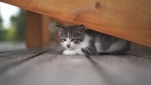 Young Grey Kitten Relaxing And Falling Asleep On A Deck, Finding Shade Under A Chair.