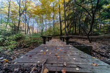 Forrest Bridge  In Mississauga  With A Trail  Fall Colours And Changing Of Leaf Colours Yellow-green 