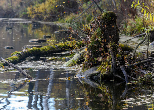 The remains of a tree with roots going into the water, and covered with moss. Like a goblin coming out of the water