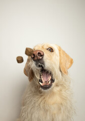 Yellow lab dog with mouth open waiting to catch treats in the air