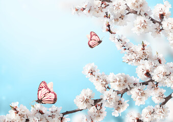 Fotomurales - Horizontal banner with sakura flowers of white color and two butterflies on blue sunny backdrop