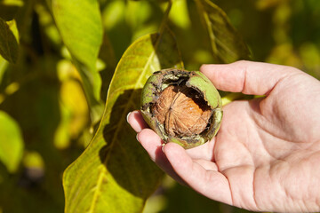 Canvas Print - Walnut tree and hand harvesting green walnut