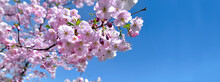 Beautiful Flowers Of Cherry Tree Blooming On  Clear Blue Sky