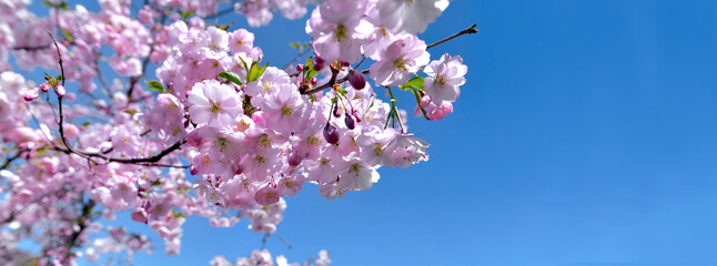 beautiful flowers of cherry tree blooming on  clear blue sky