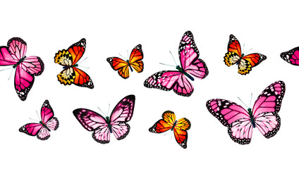 Wall Mural - Color monarch butterfly , isolated on the white background