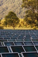 Rows Of Panels Of Solar Power Station With Autumn Trees In Background