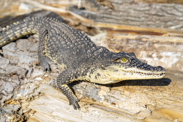 Sticker - Nile crocodile, Crocodylus niloticus on the wood