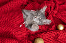 Kitten For Christmas. A Small Gray Kitten Sleeps On A Red Blanket With Christmas Decorations. Postcard With A Pet For Christmas And New Year.