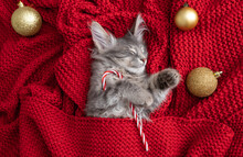 Kitten For Christmas. A Small Gray Kitten Sleeps On A Red Blanket With Christmas Decorations. Postcard With A Pet For Christmas And New Year.