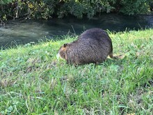 Wild Otter In The Grass