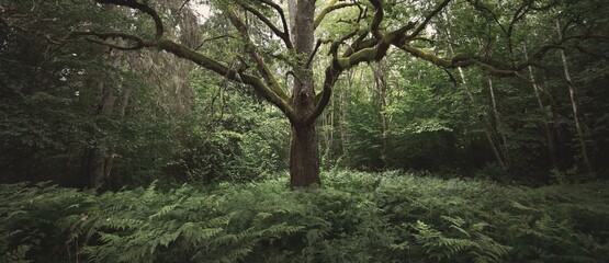 An ancient sorcerer oak tree close-up. Moss, fern, emerald green leaves. Sunlight through the branches. Epic forest scene. Concept art, fantasy, mythology, fairy tale, environmental conservation theme