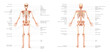 Skeleton Human body diagram anterior posterior front back view with parts labeled. Set of flat concepts Vector illustration didactic board of anatomy isolated on white background medical banner