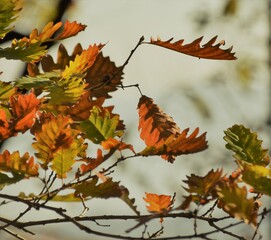 Poster - red autumn leaves