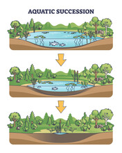 Aquatic Succession And Ecological Pond Drying Process Stages Outline Diagram. Geology Steps With Glacial Lake Development To Dry Up Vector Illustration. Water Evaporation And Land Overgrow Timeline.