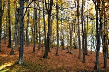 Sticker - autumn in the forest