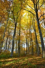 Poster - autumn in the woods