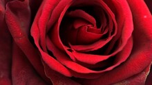 Beautiful Opening Red Rose On Black Background. Petals Of Blooming Red Rose Flower Open, Time Lapse, Close-up. Holiday, Love, Birthday Design Backdrop. Bud Closeup. Macro. Valentine's Day. Timelapse