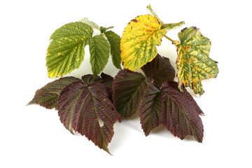 Wall Mural - Autumn raspberry leaves