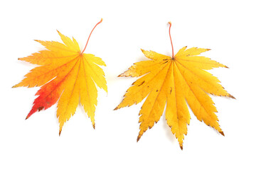 Wall Mural - Beautiful autumn maple leaves isolated on white