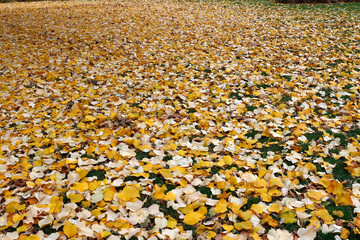 Wall Mural - Autumn in an urban park