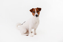 Close Up Shot Of Cute Young Jack Russell Terrier Pup With With Brown Markings On The Face, Isolated On White Background. Studio Shot Of Adorable Little Doggy With Folded Ears. Copy Space For Text.
