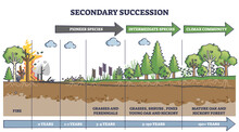 Secondary Succession As Ecological Recovery After Wildfire Outline Diagram. Labeled Educational Years Timeline With Pioneer, Intermediate Species And Climax Community After Event Vector Illustration.