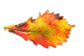 Wall Mural - Multicolor autumn leaf