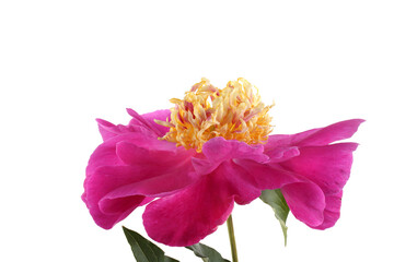 Canvas Print - Original peony variety