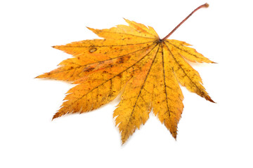 Wall Mural - Autumn maple leaf