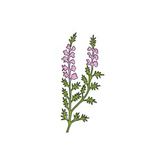 Wall Mural - Single continuous line drawing beauty fresh heather for home decor wall art poster print. Decorative calluna vulgaris flower for floral invitation card. Modern one line draw design vector illustration