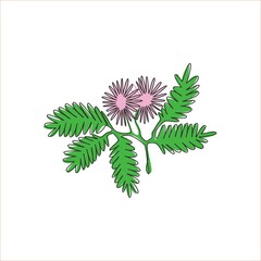 Wall Mural - Single one line drawing of beauty fresh mimosa pudica for garden logo. Decorative of action plant concept for home wall decor art poster print. Modern continuous line draw design vector illustration