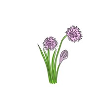 Single One Line Drawing Of Beauty Fresh Allium Tuberosum For Garden Logo. Decorative Chives Flower Concept For Home Wall Decor Art Poster Print. Modern Continuous Line Draw Design Vector Illustration