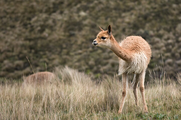 Wall Mural - Close up of a young vicuna in the Andes