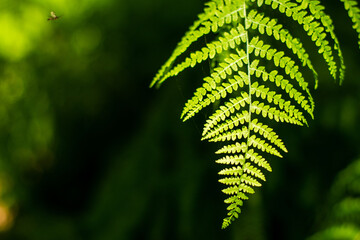 Poster - Closeup shot of ostrich fern