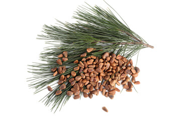 Wall Mural - Cedar pine nuts