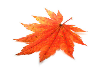 beautiful autumn maple leaf isolated on white