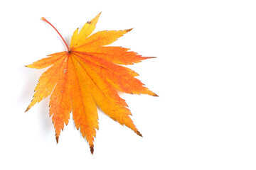 beautiful autumn maple leaf isolated on white