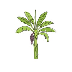 Wall Mural - Single one line drawing fertile and fresh banana tree. Decorative banana plant for plantation company. Agriculture cultivation concept. Modern continuous line draw design graphic vector illustration