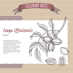 Carya illinoinensis aka pecan branch and nuts sketch on cardboard background. Culinary nuts series.