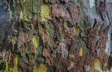 Wall Mural - Close Up view of Wooden background texture of bark tree. Old tree. Space for text, Selective focus.