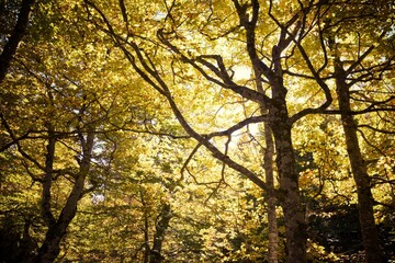 Sticker - Autumn in the Pyrenees